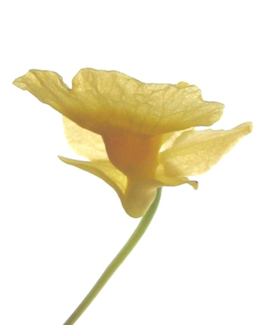 Edible Beauty: 3 Ayurvedic Recipes for Natural Radiance