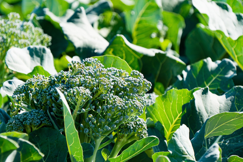 Everyday Cleanse: Kitchari & Greens, Pt 1